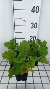 Geum rivale 'Tales of Hex' - pot 9x9 cm
