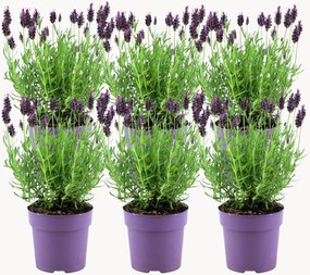 Planten Franse lavendel Lavandula stoechas Anouk, 6-delig
