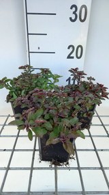 Origanum laevigatum 'Herrenhausen' - pot 9x9 cm -