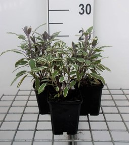 Salvia officinalis 'Tricolor' - pot 9x9 cm (Salie 'Driekleurige Salie - Tricolor') -