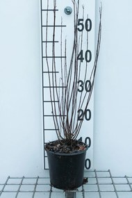 Salix purpurea 'Nana' - pot - 30-40 cm