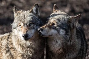 Kunstfotografie Two grey wolf in love, AB Photography, (40 x 26.7 cm)