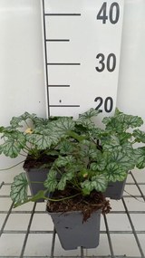 Heuchera 'Paris' - pot 9x9 cm -