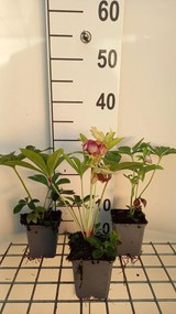 Helleborus orientalis 'Pretty Ellen Red' - pot 9x9 cm