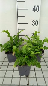 Asplenium scolopendrium 'Cristatum' - pot 9x9 cm -