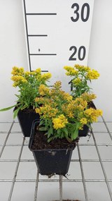 Solidago 'Laurin' - pot 9x9 cm