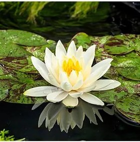 Nymphaea 'Lemon Mist' - pot 11x11 cm