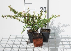 Cotoneaster x suecicus 'Skogholm' - pot 9x9 cm - 20-25 cm