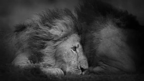 Kunstfotografie Beautiful Portrait of Two Male Lions, Vicki Jauron, Babylon and Beyond Photography, (40 x 22.5 cm)