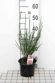 Cytisus 'Lena' - pot - 40-60 cm