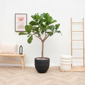 Combi deal - Ficus Lyrata Boom inclusief pot Bordo New Egg - 180cm