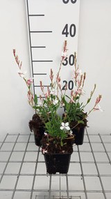Gaura lindheimeri 'Snowstorm' - pot 9x9 cm -