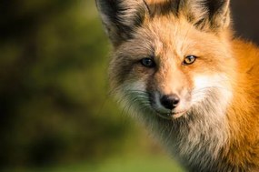 Kunstfotografie A fox., Will Faucher, (40 x 26.7 cm)