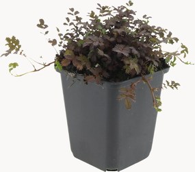 Planten New Zealand-burr Acaena microphylla Copper Carpet, 6-delig