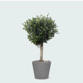 Combi deal - Olea Lorc inclusief Bucket - 180 cm