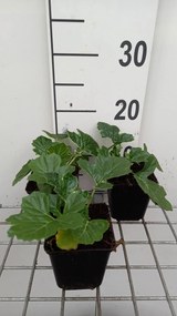Acanthus 'Whitewater' - pot 9x9 cm