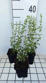 Calamintha nepeta 'White Cloud' - pot 9x9 cm -