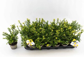Ilex crenata'Icoprins11'(Dark Green) - pot 9x9 cm - 12-15 cm - struik -