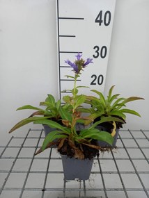 Digitalis parviflora - pot 9x9 cm -