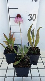 Echinacea angustifolia - pot 9x9 cm -