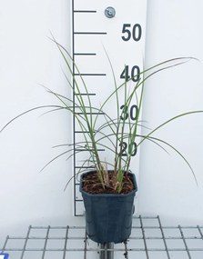 Miscanthus sinensis 'EMPMIS01' (Red Cloud) - pot 3L