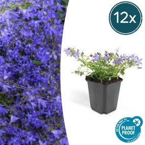 Campanula poscharskyana 'Stella' - 20cm