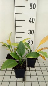 Hosta 'Krossa Regal' - pot 9x9 cm -