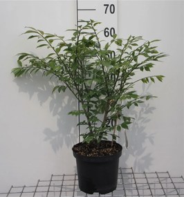 Euonymus alatus 'Compactus' - pot - 30-40 cm