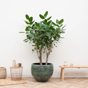 Ficus Benghalensis Audrey vertakt - 200cm