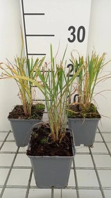 Panicum virgatum - pot 9x9 cm