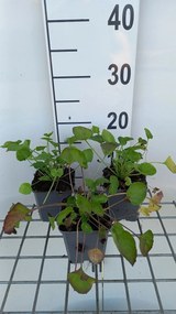 Campanula pyramidalis - pot 9x9 cm -