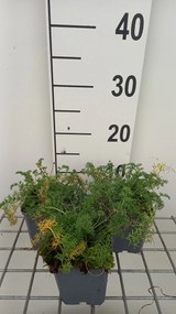 Anacyclus pyrethrum var. depressus - pot 9x9 cm