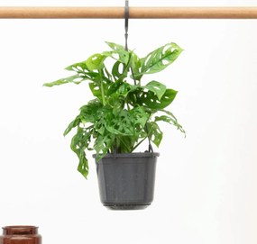 Hangplant Monstera Monkey Leaf - 40cm