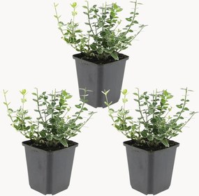 Planten Fortune's Spindle Euonymus fortunei Emerald n Gaiety, 3-delig