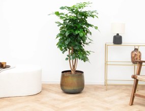 Radermachera Hainanensis - 150cm