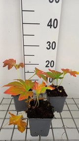 Mukdenia rossii - pot 9x9 cm