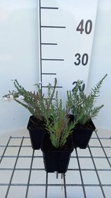 Linum perenne 'Diamant' - pot 9x9 cm