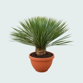 Yucca Rostrata in schaal - 100 cm
