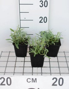 Cerastium biebersteinii - pot 9x9 cm