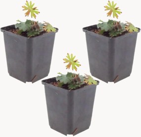 Planten Bloody Cranesbill Geranium sanguineum, 3-delig