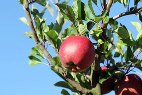 Malus domestica 'Melrose' - pot - voorgeleide struik in waaiervorm met dubbele u