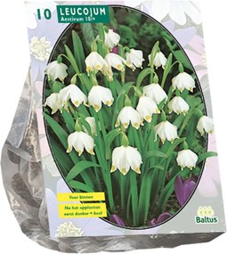 Baltus lenteklokje 'Leucojum' - Najaarsbloeiers - Per 10 bollen (wit) - Voorjaarsbloembollen