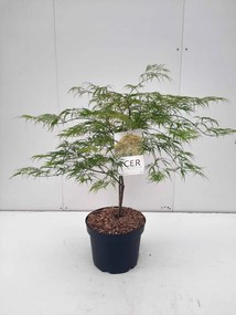 Acer palmatum 'Dissectum' - pot 10L - 60-80 cm