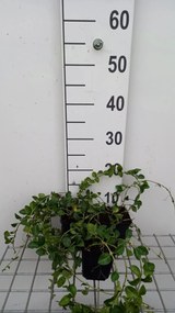 Vinca minor 'La Grave' - Kleine Maagdenpalm - pot 9x9 cm -