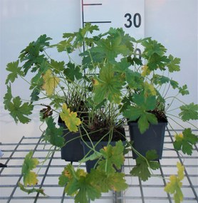Geranium versicolor - pot 9x9 cm