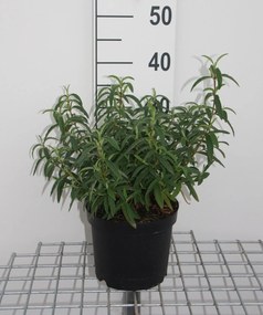 Cistus x purpureus - pot - 20-25 cm