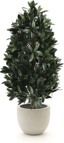 Kunstplant Designplants Luca Lifestyle | Groen Kunststof | Inclusief bloempot | ø188x45cm | Geschikt voor buiten en binnen | Kees Smit Tuinmeubelen