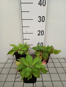 Verbascum 'Cotswold Queen' - pot 9x9 cm