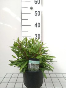 Gaura lindheimeri - pot 2L