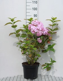 Hydrangea macrophylla - roze - pot 10L - 40-60 cm